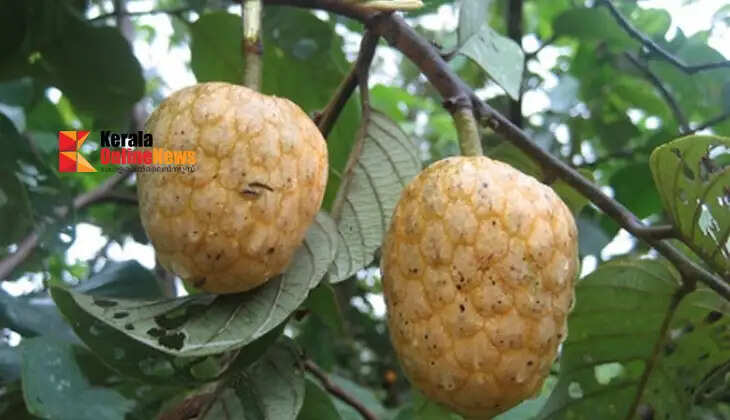 Fruit trees can be cultivated in the home garden; this ensures food security and provides additional income.