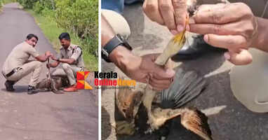 Police rescue peacock by removing noose from beak