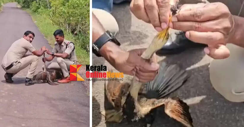 Police rescue peacock by removing noose from beak