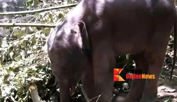 Baby elephant dies after being abandoned by mother in Attappadi