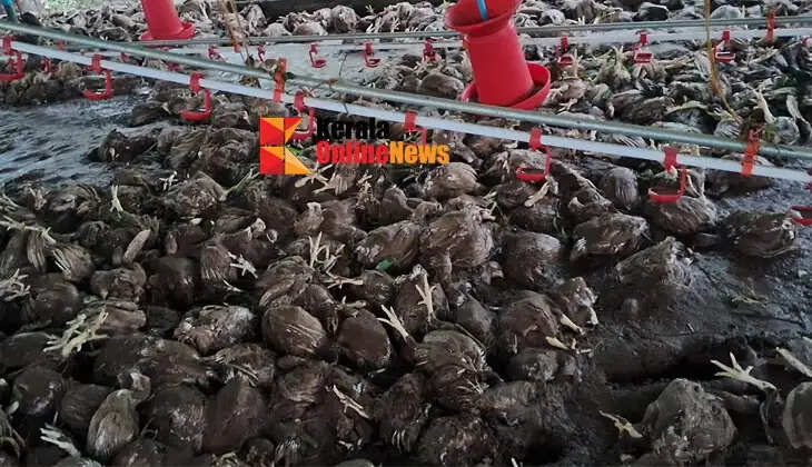 Inundated by heavy rains; 6,300 chickens died at a farm near Cherupuzha.