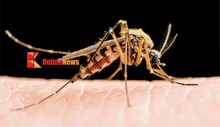 West Nile fever: Alert issued in Alappuzha