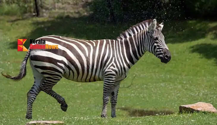 Zebra