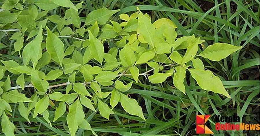 Why is it said that the leaves of the koovala should not be plucked on certain days?