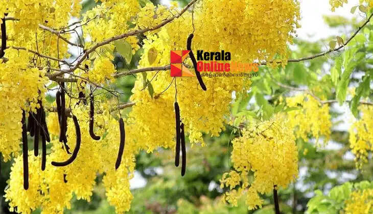 The flower blessed by Lord Krishna: The glory of Kanikonna is known during Vishu.