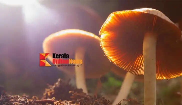 mushrooms