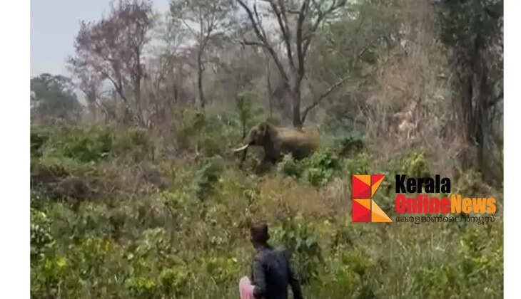 Operation Gajamukti: Another wild elephant released from Aralam Farm