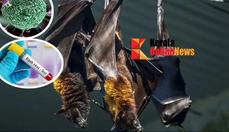 Nipah