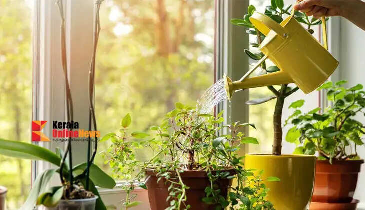 overwatering
