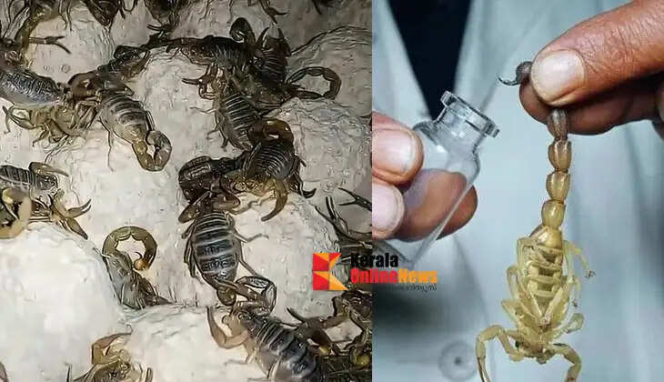 Not vegetables&hellip; scorpion farming! You can reap crores in income