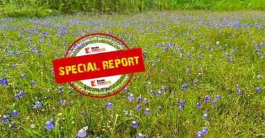 Kakkapoo Not only in Madayippara, but also in the Panayatham field 