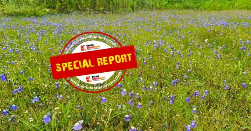 Kakkapoo Not only in Madayippara, but also in the Panayatham field 