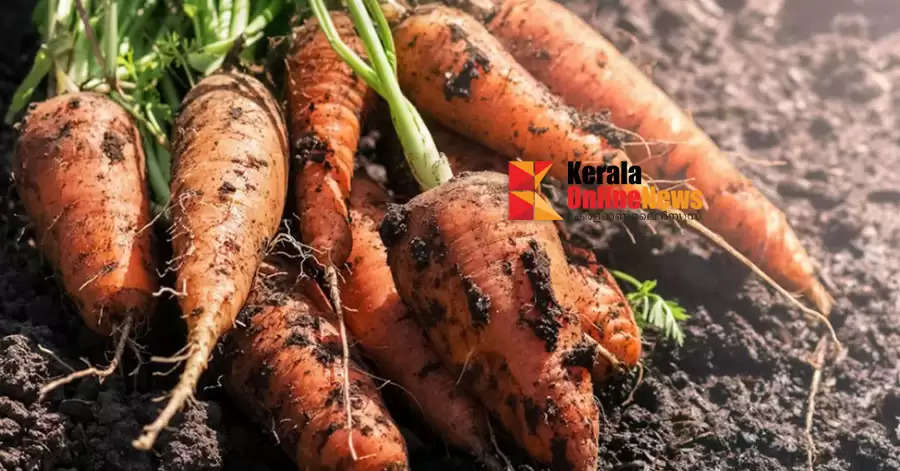 Baby Carrot Cultivation