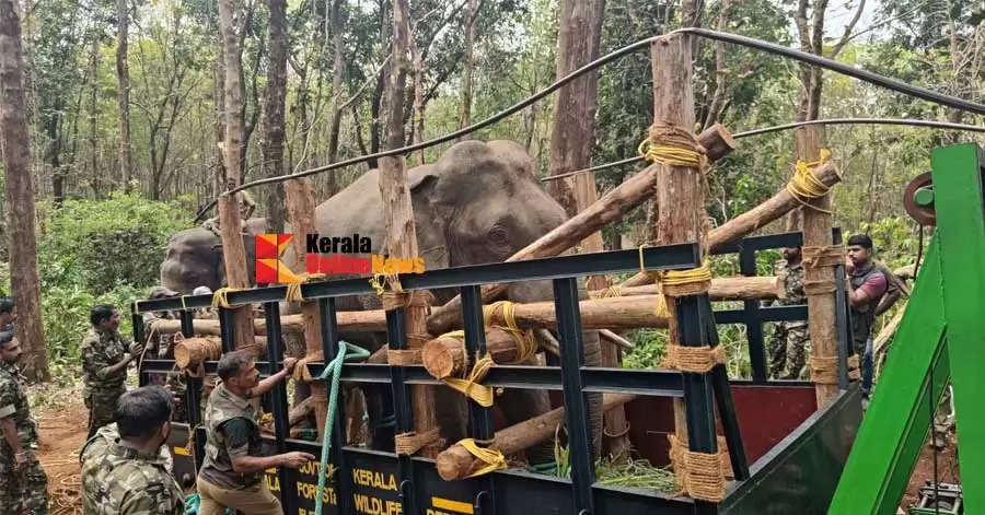 palakkad Dhoni elephant is now a good move