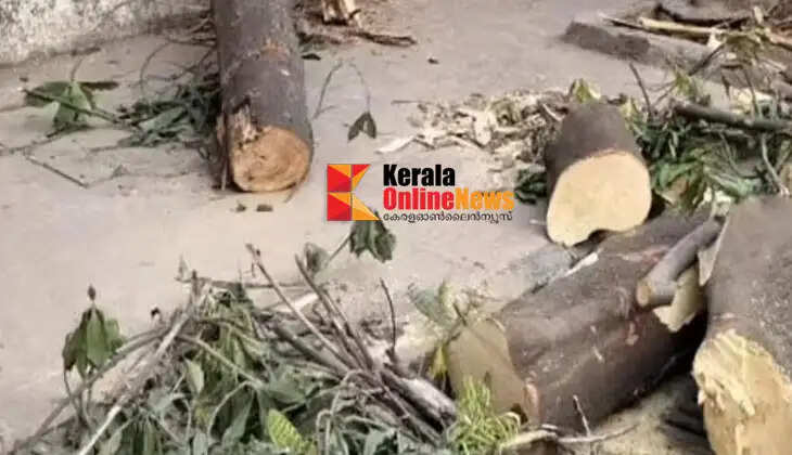 14-year-old girl dies after tree falls on auto in Mumbai