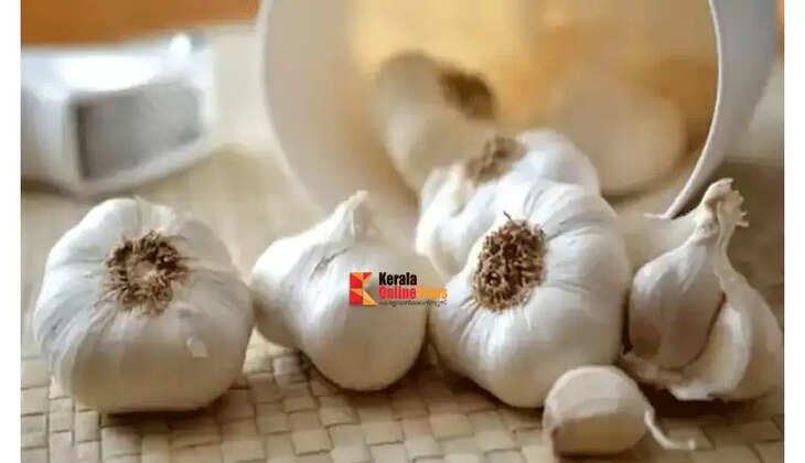 garlic
