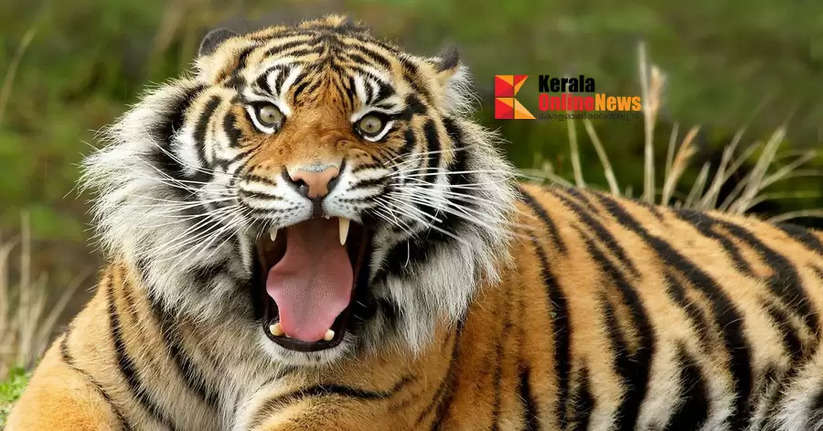  tiger