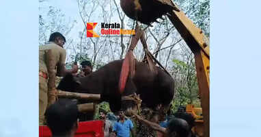 The forest department officials caught a wild buffalo that had entered a residential area in Kannur Patiyur