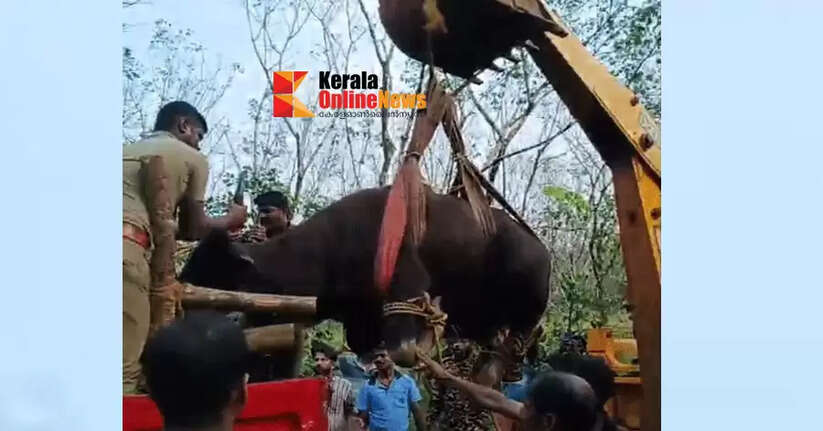 The forest department officials caught a wild buffalo that had entered a residential area in Kannur Patiyur