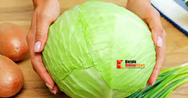 cabbage