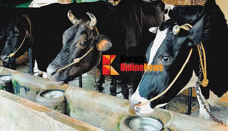 Heavy rains; Animal Welfare Department urges to ensure safety of livestock and domestic animals