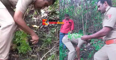 96 cannabis plants found planted in forest areas in Idukki