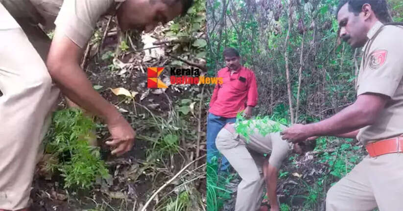 96 cannabis plants found planted in forest areas in Idukki