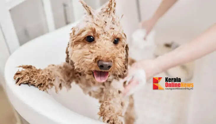 Keep these things in mind when bathing dogs.43
