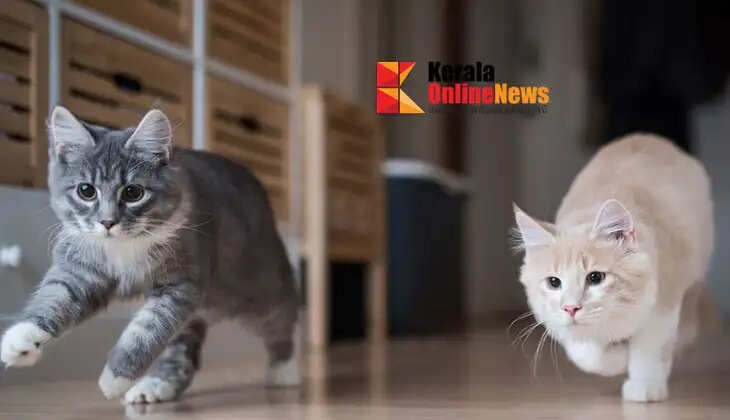 Cats are 'heroes'; Cats hunt down eight baby vipers in Attingal