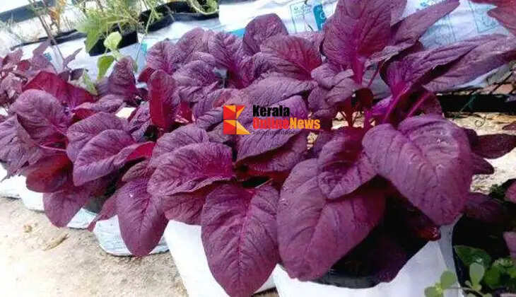 Harvest in three weeks; start growing spinach right at home.