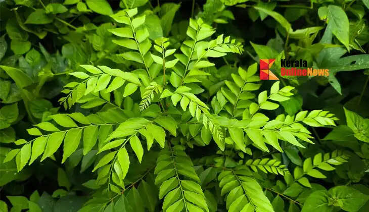 You can use these fertilizers to help curry leaves grow lush and vibrant green