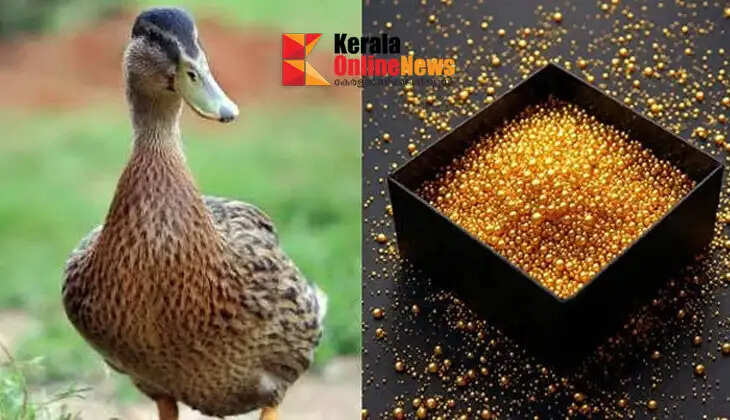 Gold grains swallowed with mud; precious gold in the duck's stomach