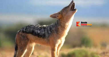 A jackal bit and injured a passenger in Kuttiyattur, Kannur