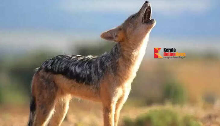 A jackal bit and injured a passenger in Kuttiyattur, Kannur