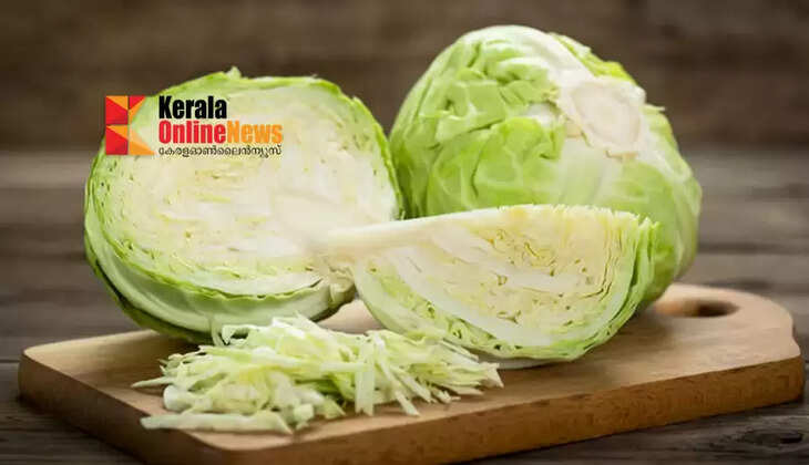 Cabbage 