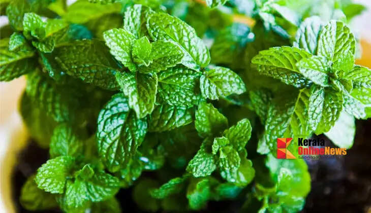   mint leaves  