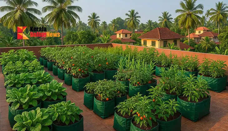 You can cultivate crops on the terrace too; things to keep in mind when growing vegetables in pots.