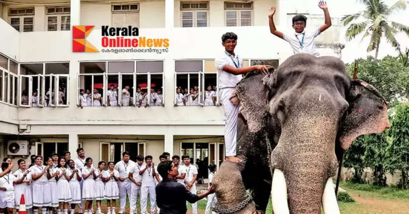 Pet show at school; School students bring their own elephant to Kochi