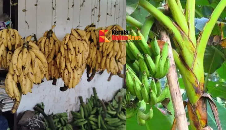These are enough to increase the girth and yield of the Nendran banana bunch.