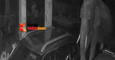 Wild elephant enters backyard, causing panic in Peratta