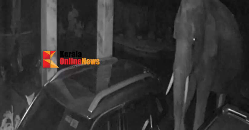 Wild elephant enters backyard, causing panic in Peratta