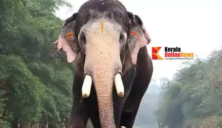 Pallattu Brahmadathan, the elephant that carried the *Thidambu* (deity's replica) during the Thrissur Pooram, has died after being struck by lightning.
