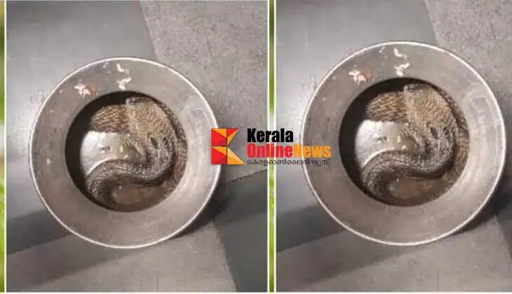 Cobra found in a rice-gruel pot at a home in Kannur; pet cat's alertness saves the family.
