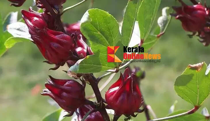 Health benefits of Pulivenda