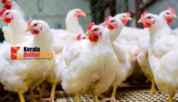 Huge drop in chicken prices in Alappuzha