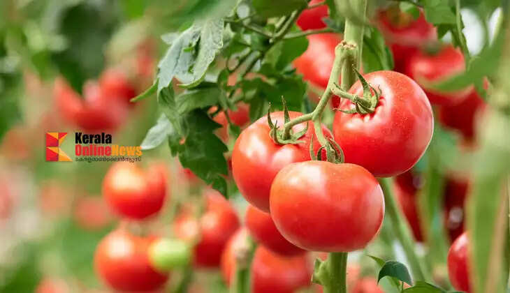Tomato cultivation