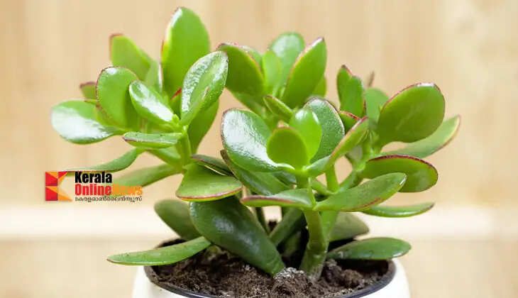 indoor plants