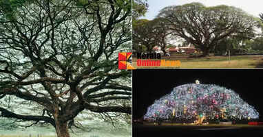 Fort Kochi's rain tree with 1.5 lakh serial bulbs; thousands waiting to see what color it will be