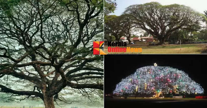 Fort Kochi's rain tree with 1.5 lakh serial bulbs; thousands waiting to see what color it will be