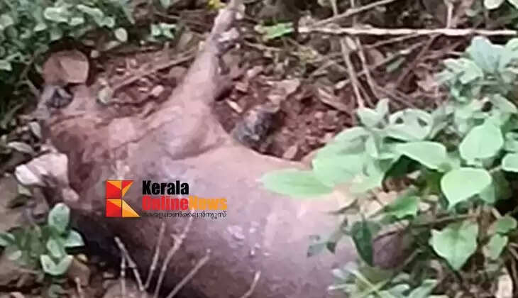 Wild boars are dying en masse in Kanakamala, no action has been taken to address people's concerns